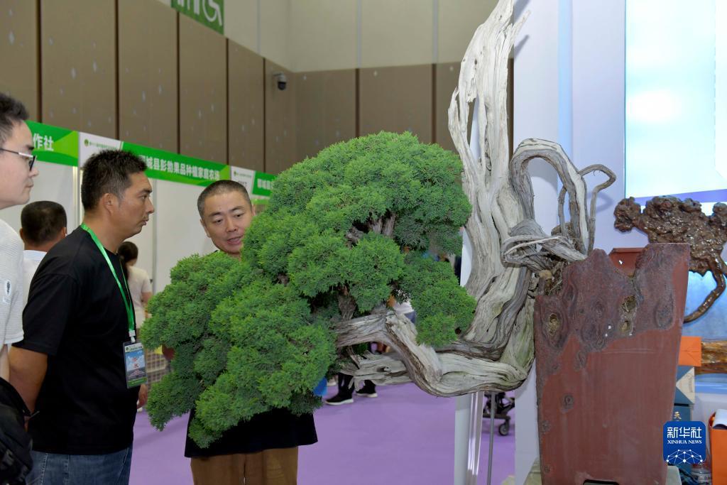 问鼎下载入口